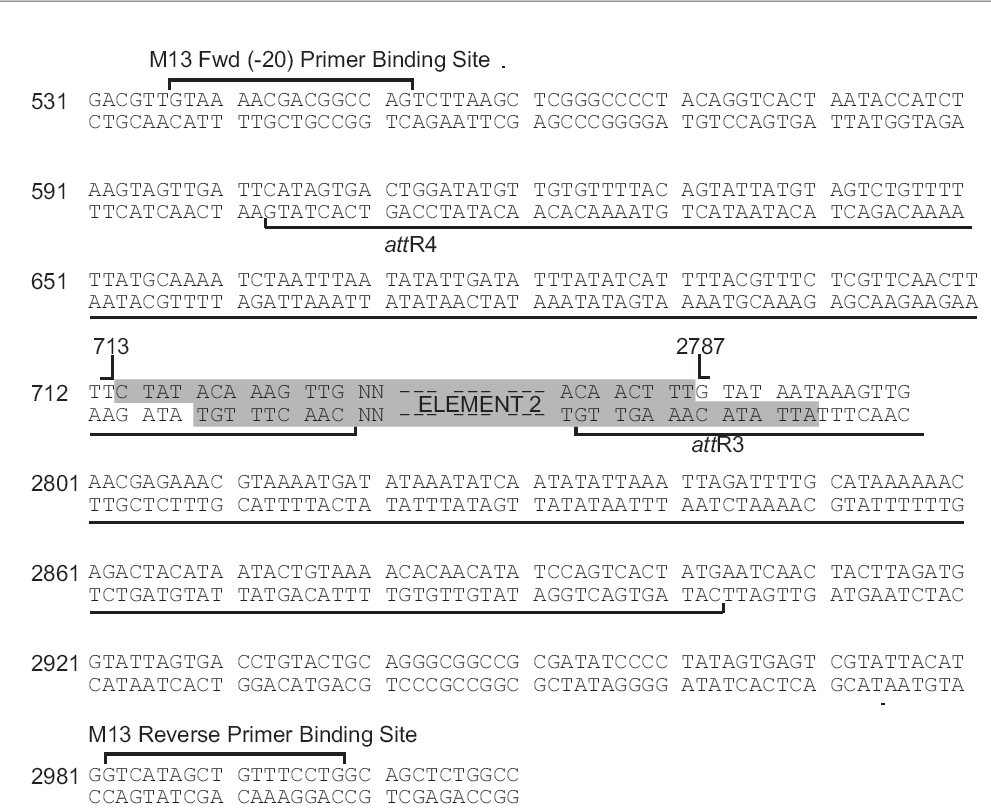pDONR221-P4RP3R载体多克隆位点 点击看大图 pDONR221-P4RP3R多克隆位点