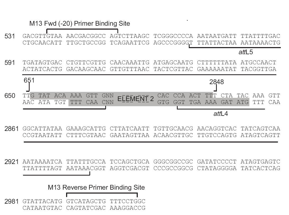 pDONR221-P5P4载体多克隆位点 点击看大图 pDONR221-P5P4多克隆位点