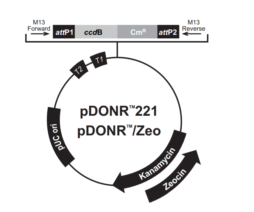 pDONR221Zeo载体图谱