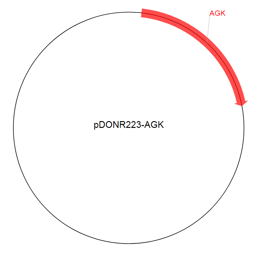 pDONR223-AGK质粒图谱