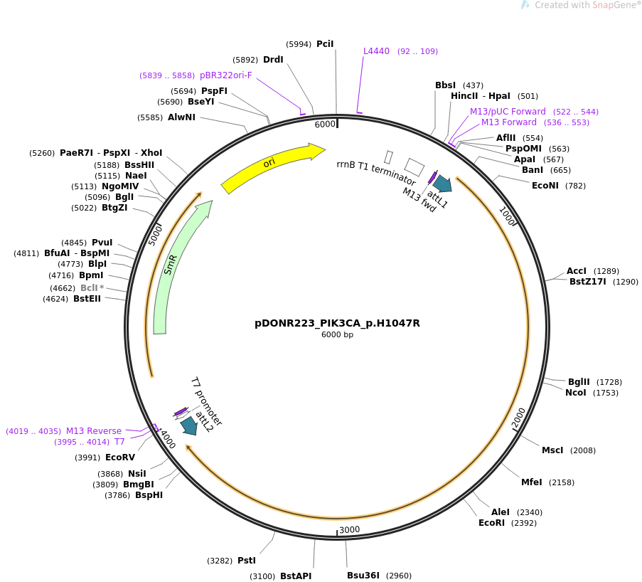 pDONR223_PIK3CA_p.H1047R载体图谱