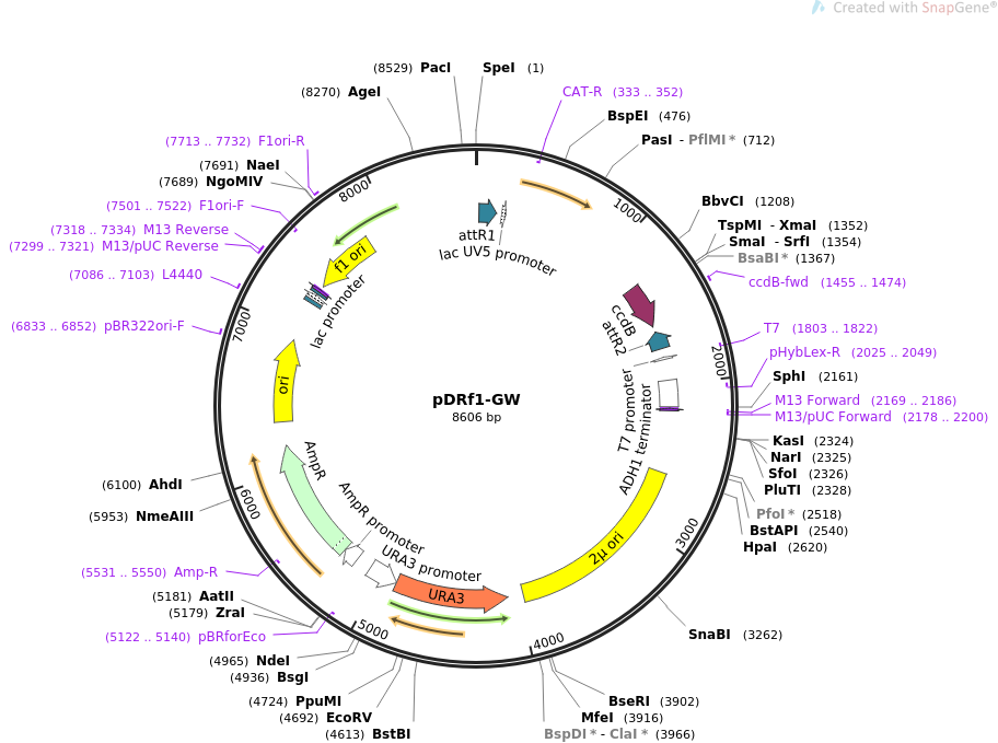 pDRf1-GW载体图谱