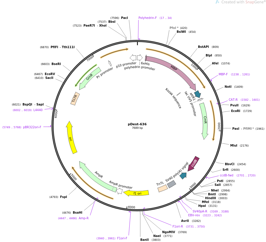 pDest-636载体图谱