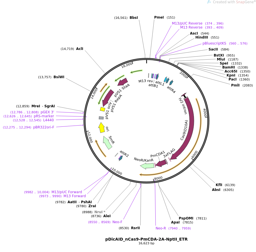 pDicAID_nCas9-PmCDA-2A-NptII_ETR质粒图谱