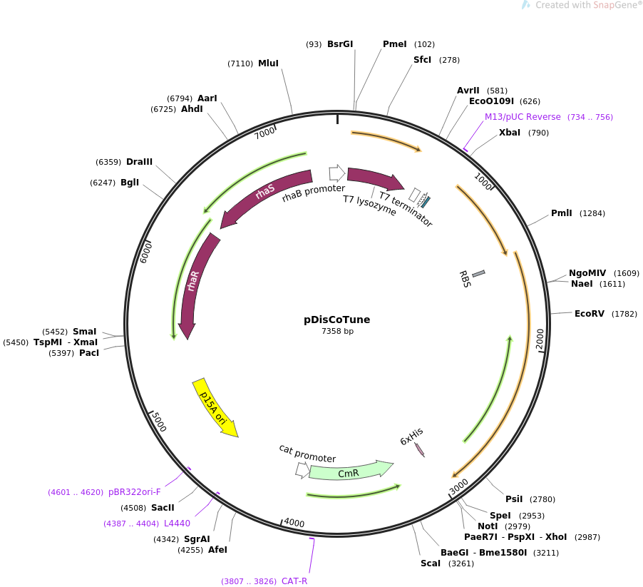 pDisCoTune载体图谱