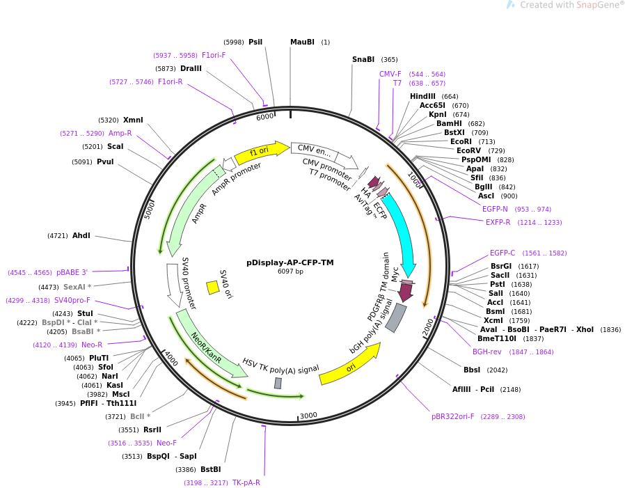 pDisplay-AP-CFP-TM质粒图谱