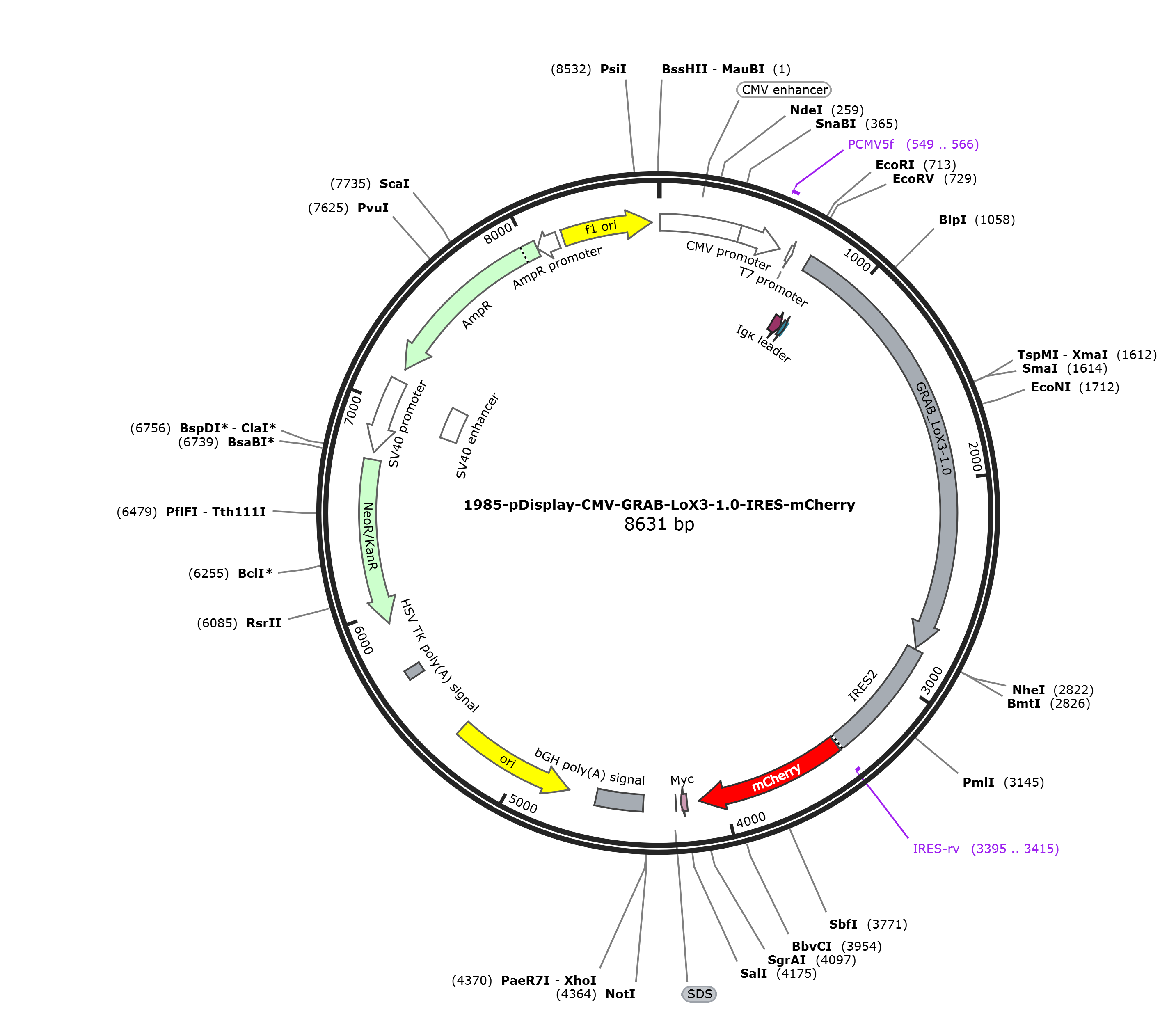 pDisplay-CMV-GRAB-LoX3-1.0-IRES-mCherry载体图谱