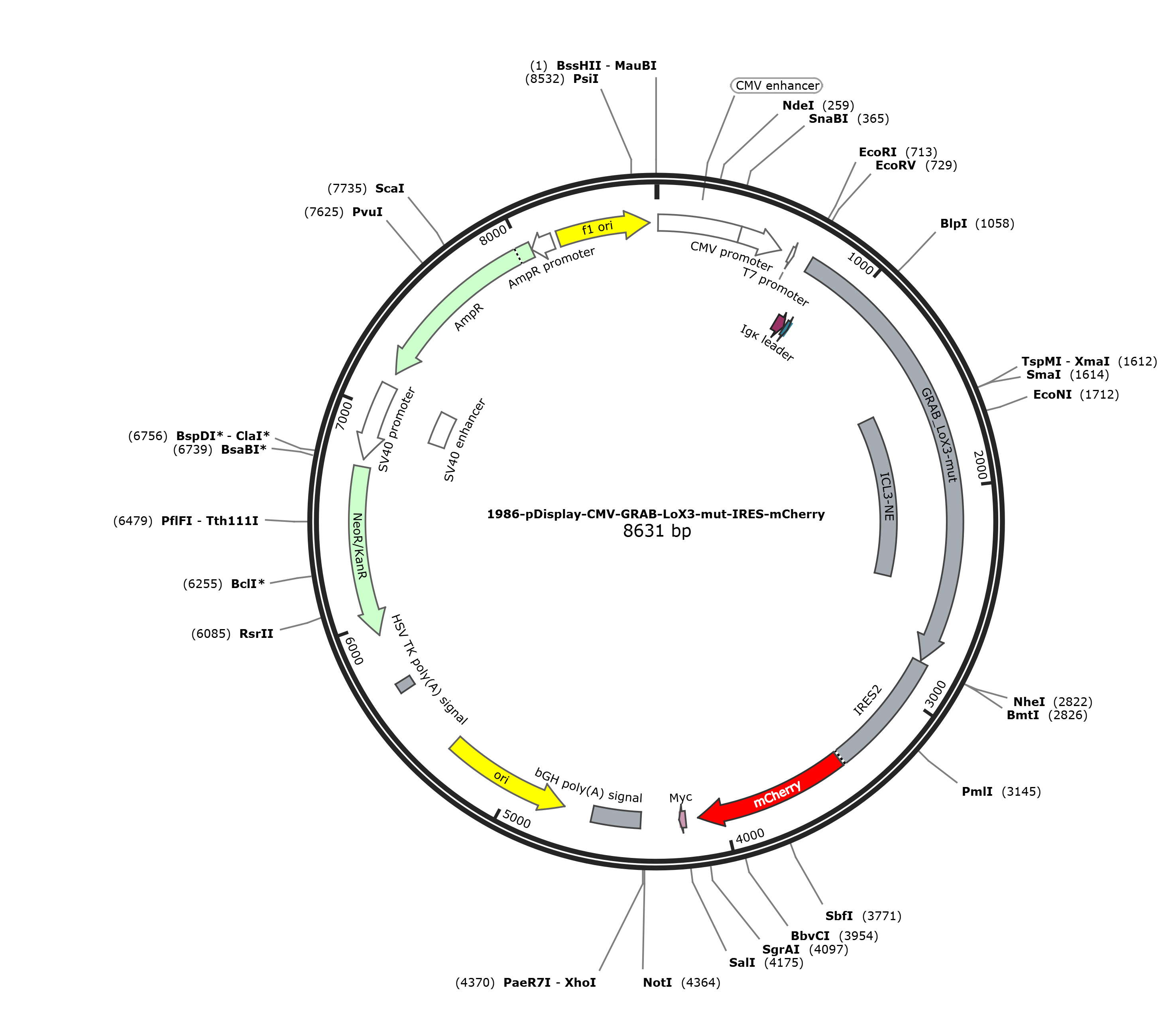 pDisplay-CMV-GRAB-LoX3-mut-IRES-mCherry载体图谱