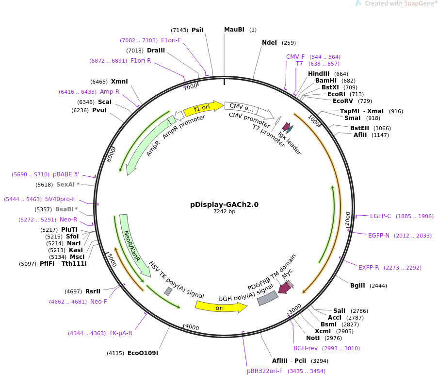 pDisplay-GACh2.0质粒图谱