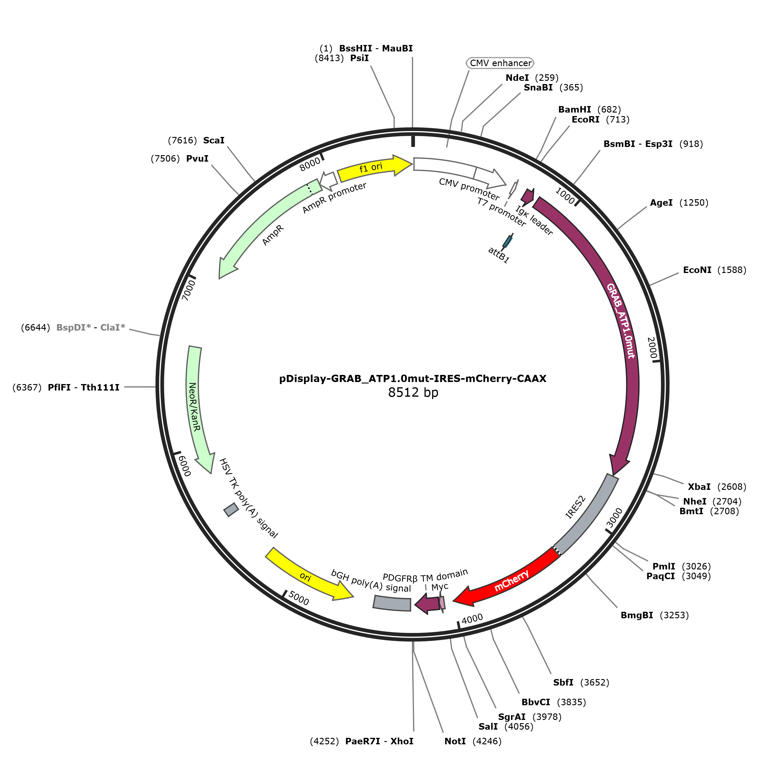 pDisplay-GRAB_ATP1.0mut-IRES-mCherry-CAAX载体图谱