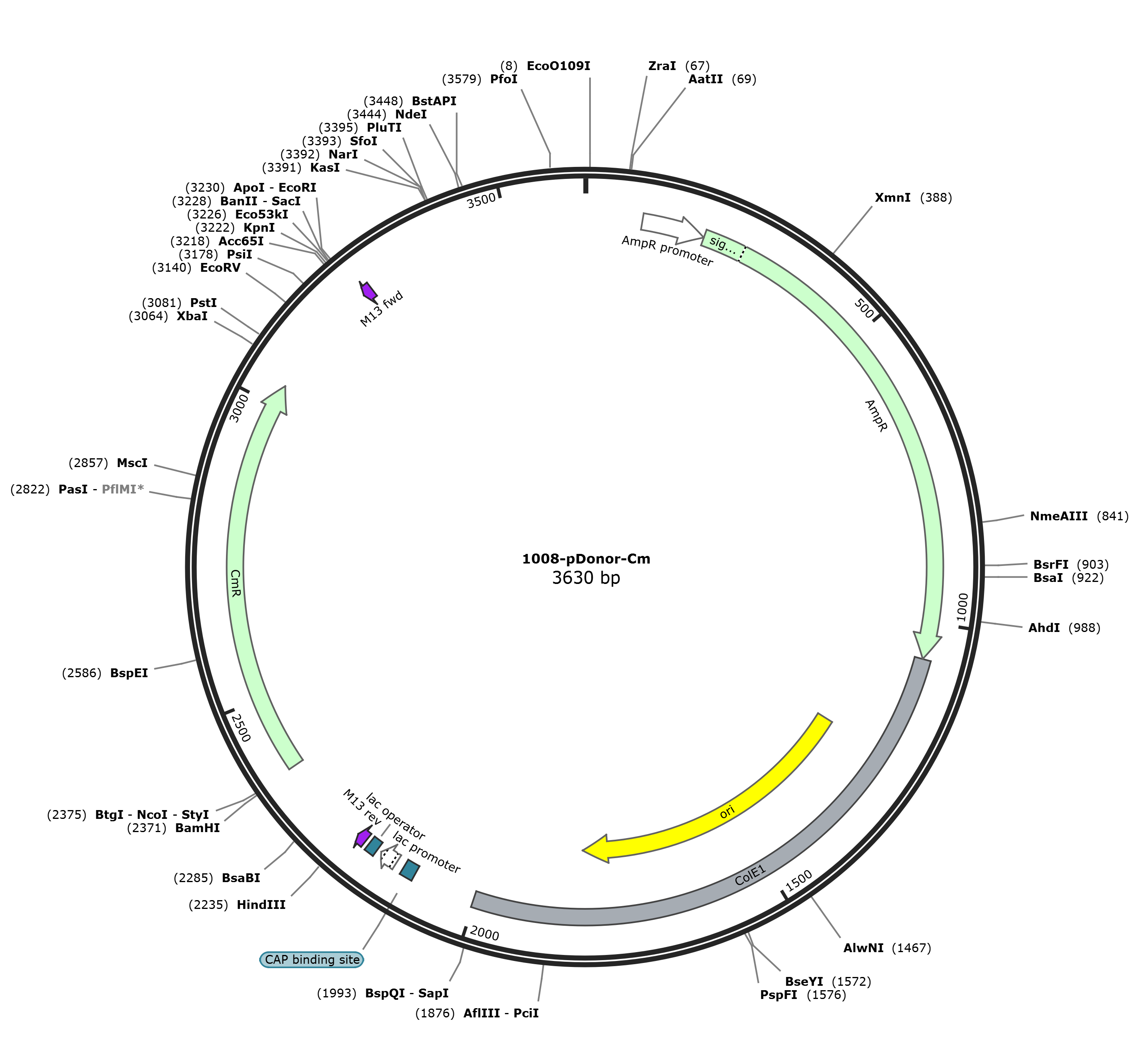 pDonor-Cm载体图谱