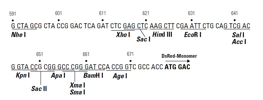 pDsRED-Monomer-N1载体多克隆位点 点击看大图 pDsRED-Monomer-N1多克隆位点