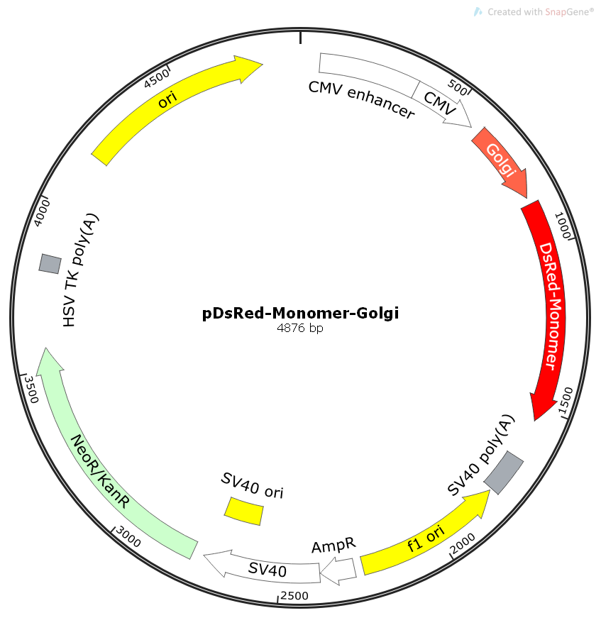 pDsRed-Monomer-Golgi载体图谱
