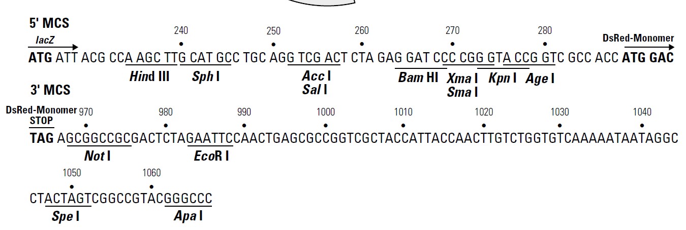 pDsRed-Monomer载体多克隆位点 点击看大图 pDsRed-Monomer多克隆位点