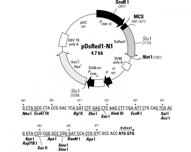 pDsRed1-N1载体图谱