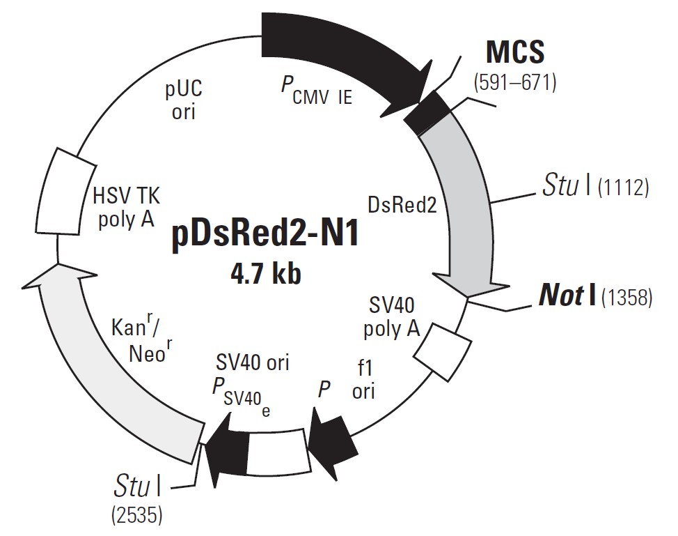 pDsRed2-N1载体图谱