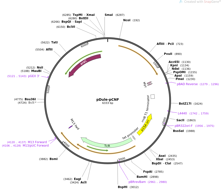 pDule-pCNF质粒图谱