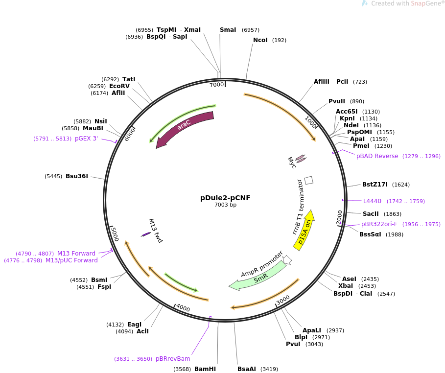 pDule2-pCNF质粒图谱