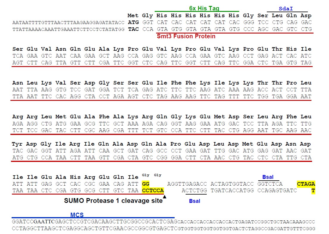 pE-SUMO载体多克隆位点 点击看大图 pE-SUMO多克隆位点