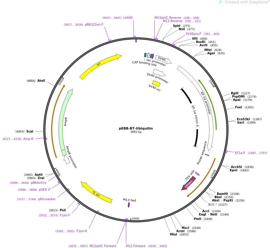 pEBB-BT-Ubiquitin质粒图谱