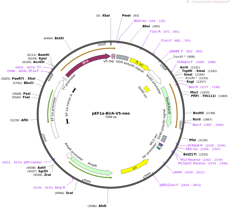 pEF1a-BirA-V5-neo质粒图谱