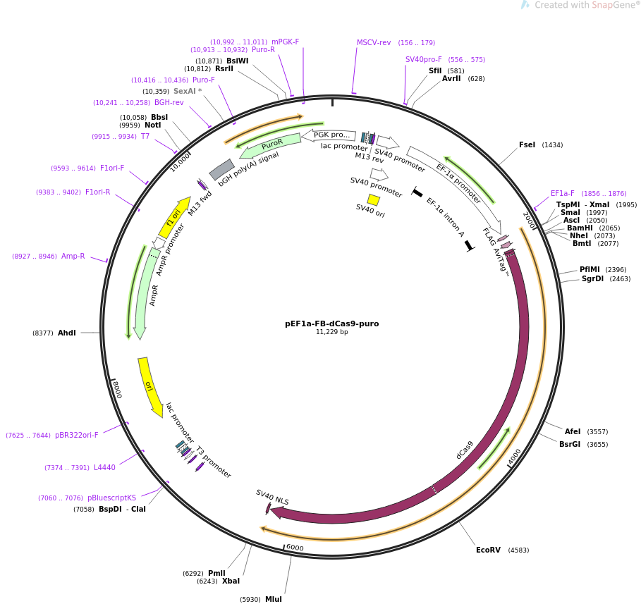 pEF1a-FB-dCas9-puro质粒图谱