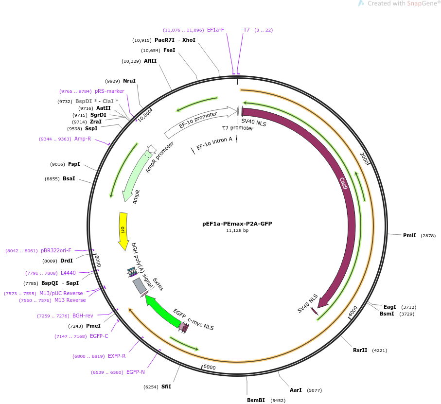 pEF1a-PEmax-P2A-GFP载体图谱