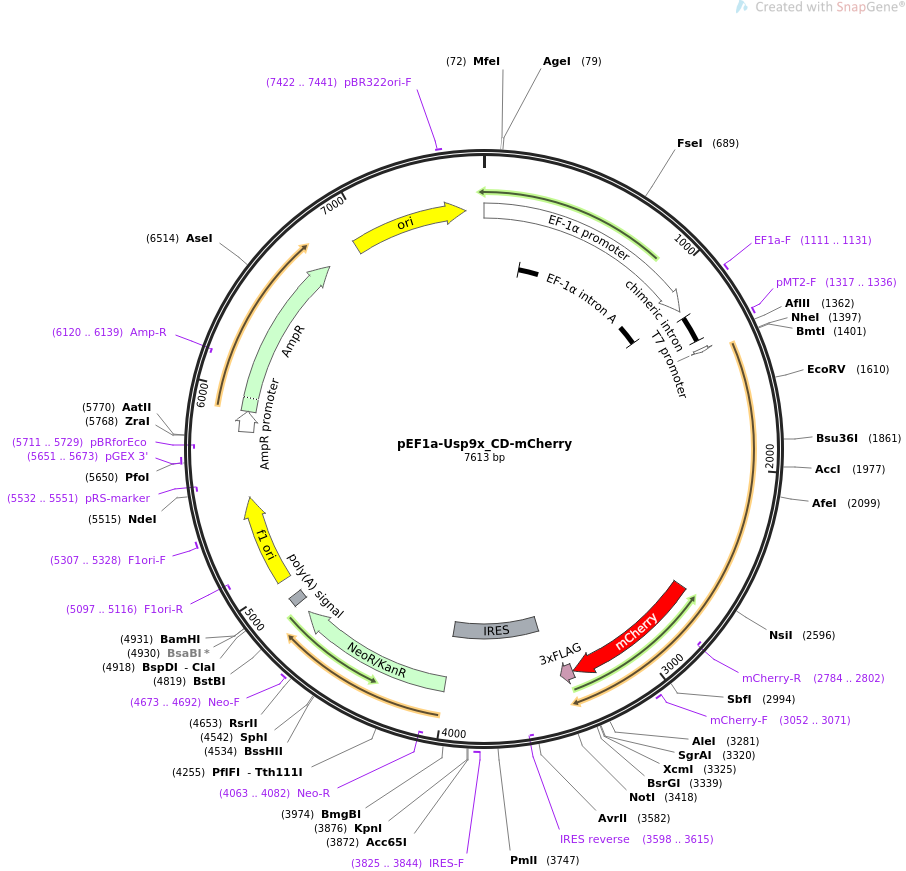 pEF1a-Usp9x_CD-mCherry质粒图谱