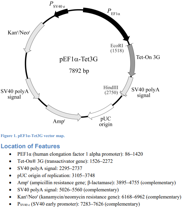 pEF1α-Tet3G载体图谱
