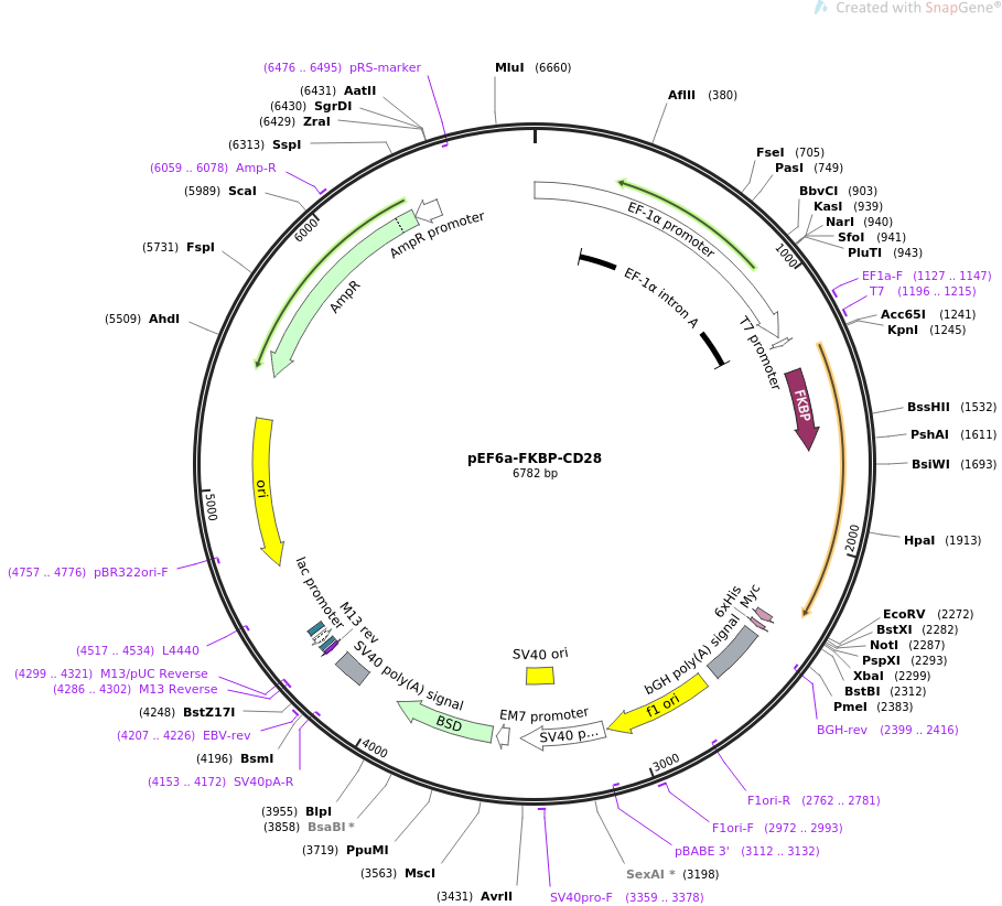 pEF6a-FKBP-CD28载体图谱