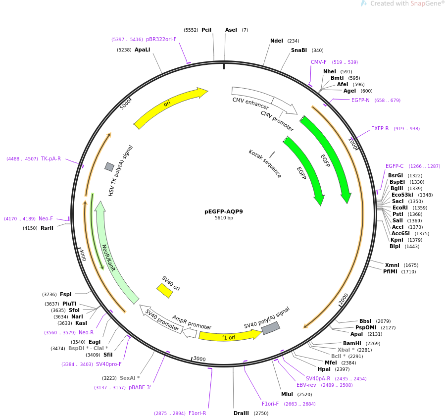 pEGFP-AQP9质粒图谱