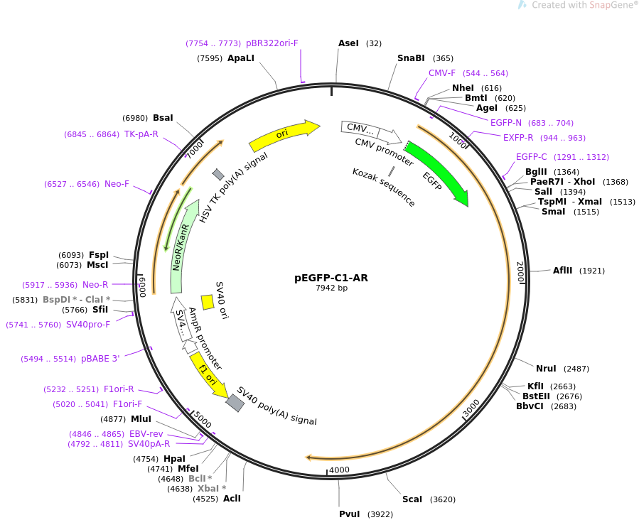 pEGFP-C1-AR质粒图谱