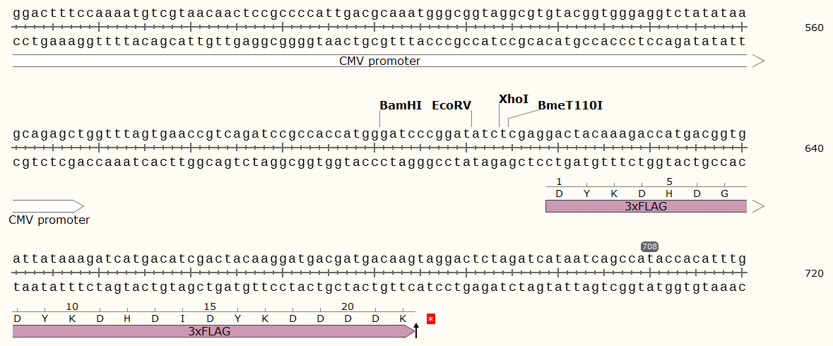 pEGFP-EcoRV载体图谱