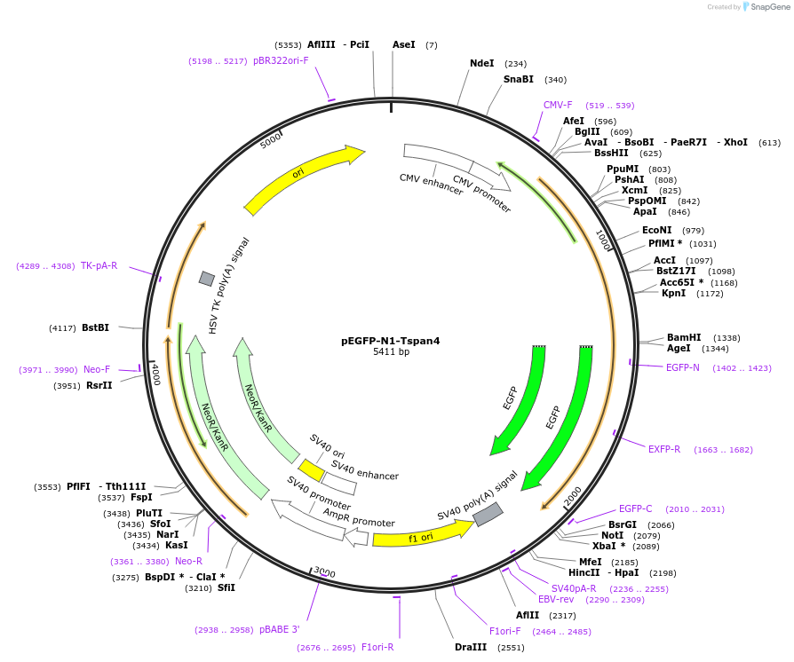 pEGFP-N1-Tspan4载体图谱