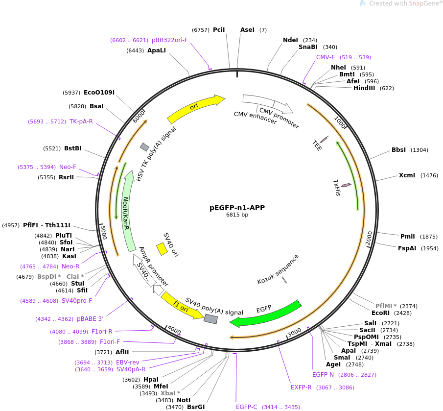 pEGFP-n1-APP质粒图谱