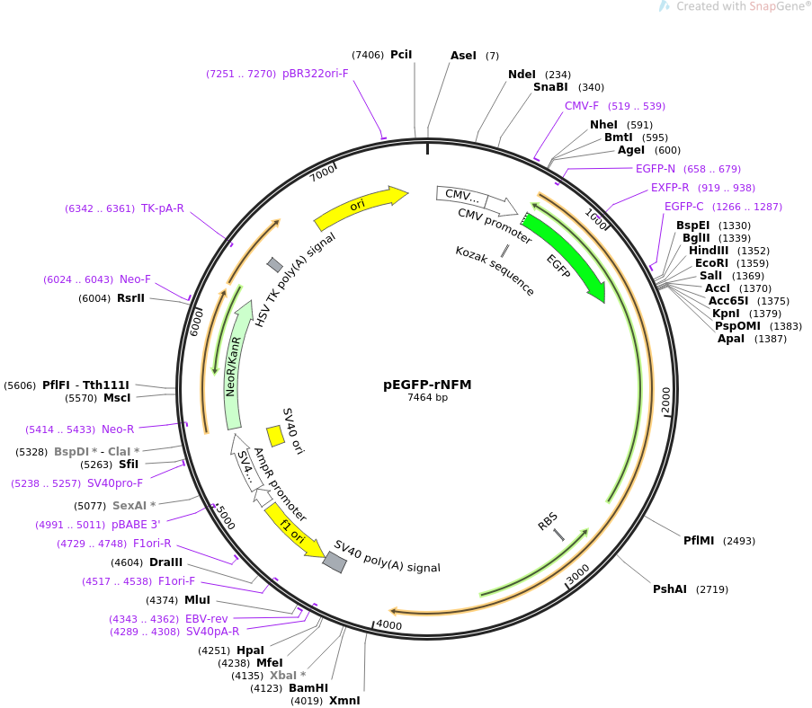 pEGFP-rNFM质粒图谱