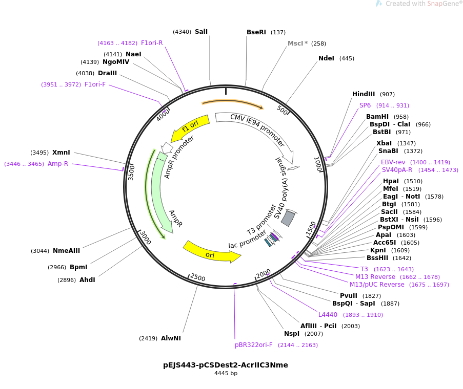 pEJS443-pCSDest2-AcrIIC3Nme载体图谱