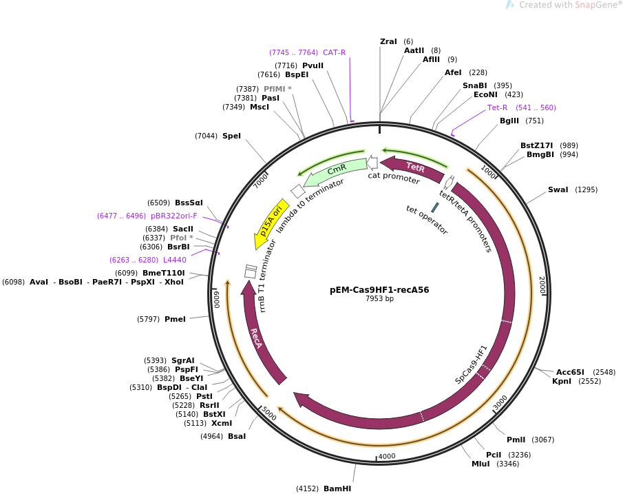 pEM-Cas9HF1-recA56质粒图谱