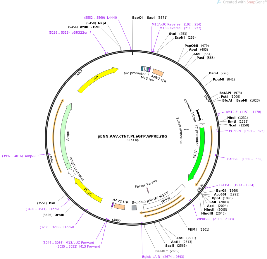 pENN.AAV.cTNT.PI.eGFP.WPRE.rBG质粒图谱