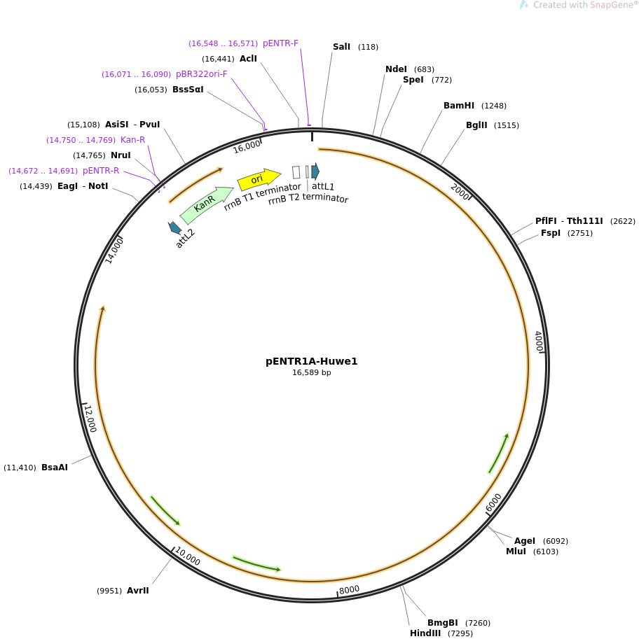 pENTR1A-Huwe1载体图谱