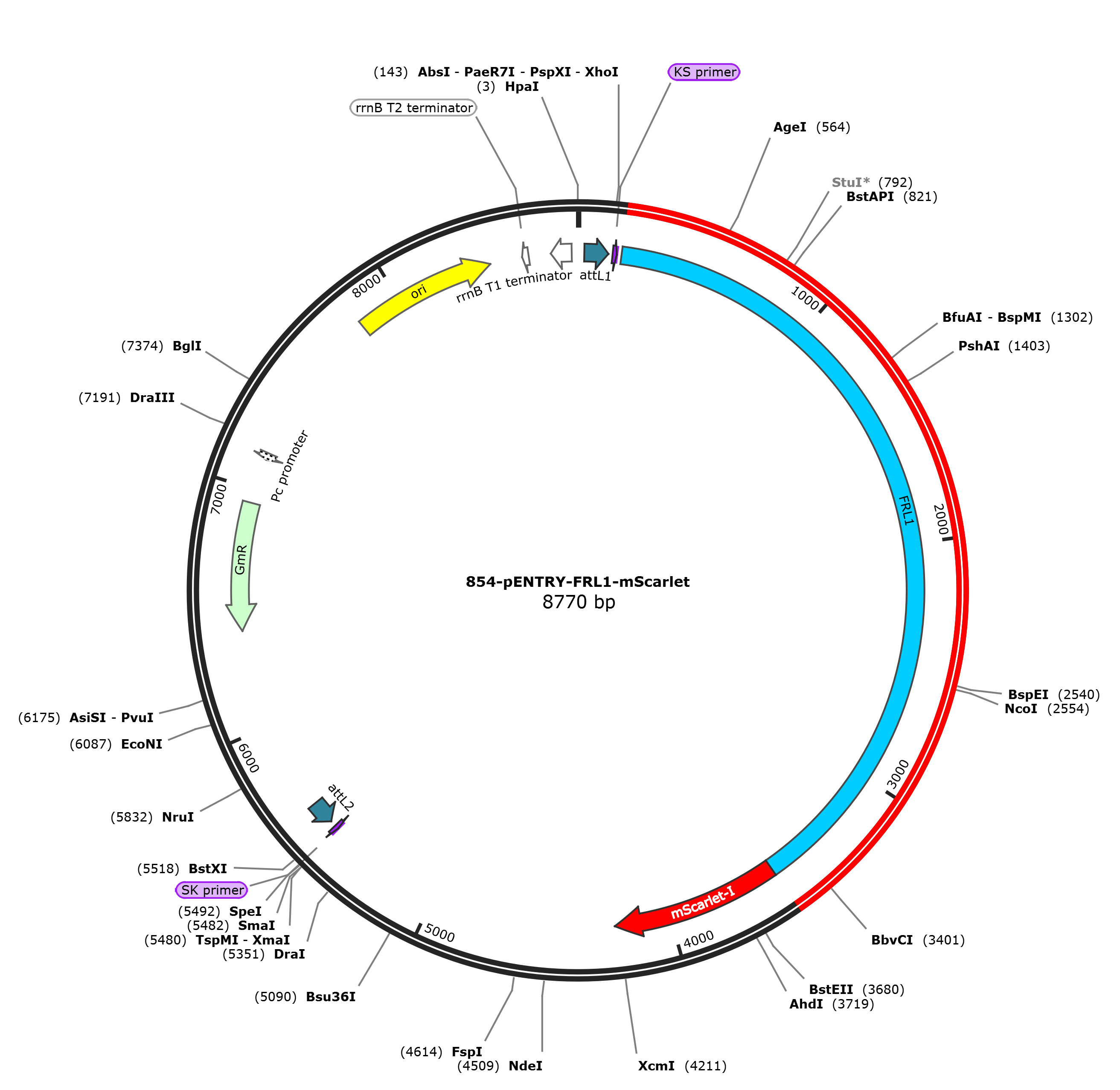 pENTRY-FRL1-mScarlet载体图谱