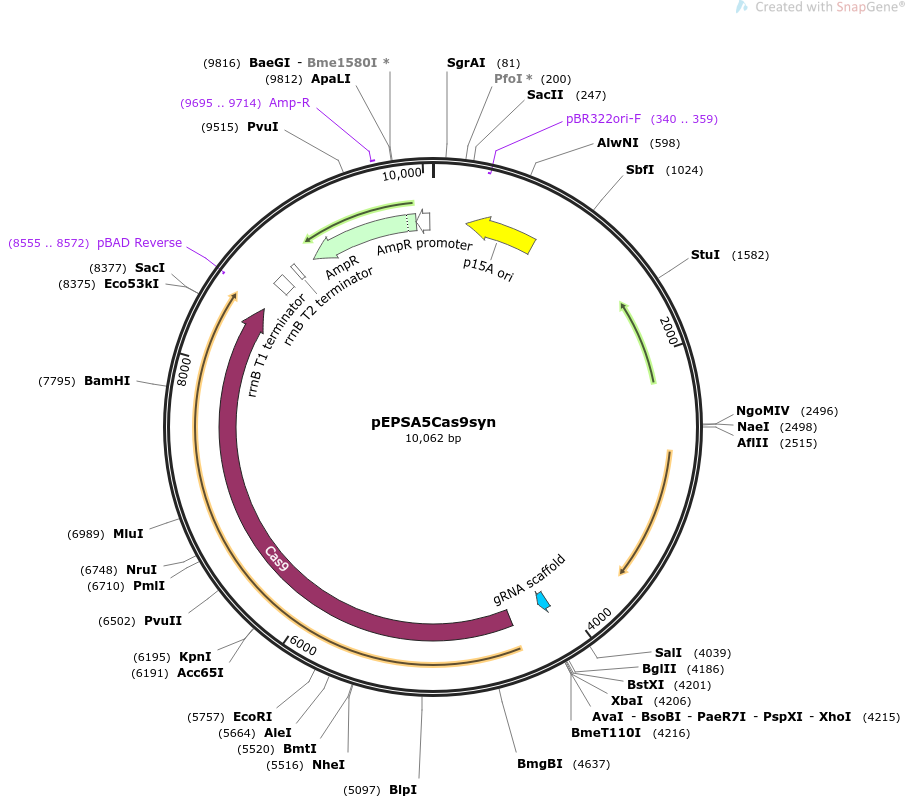 pEPSA5Cas9syn载体图谱