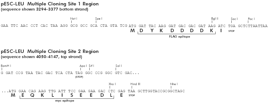 pESC-Leu多克隆位点