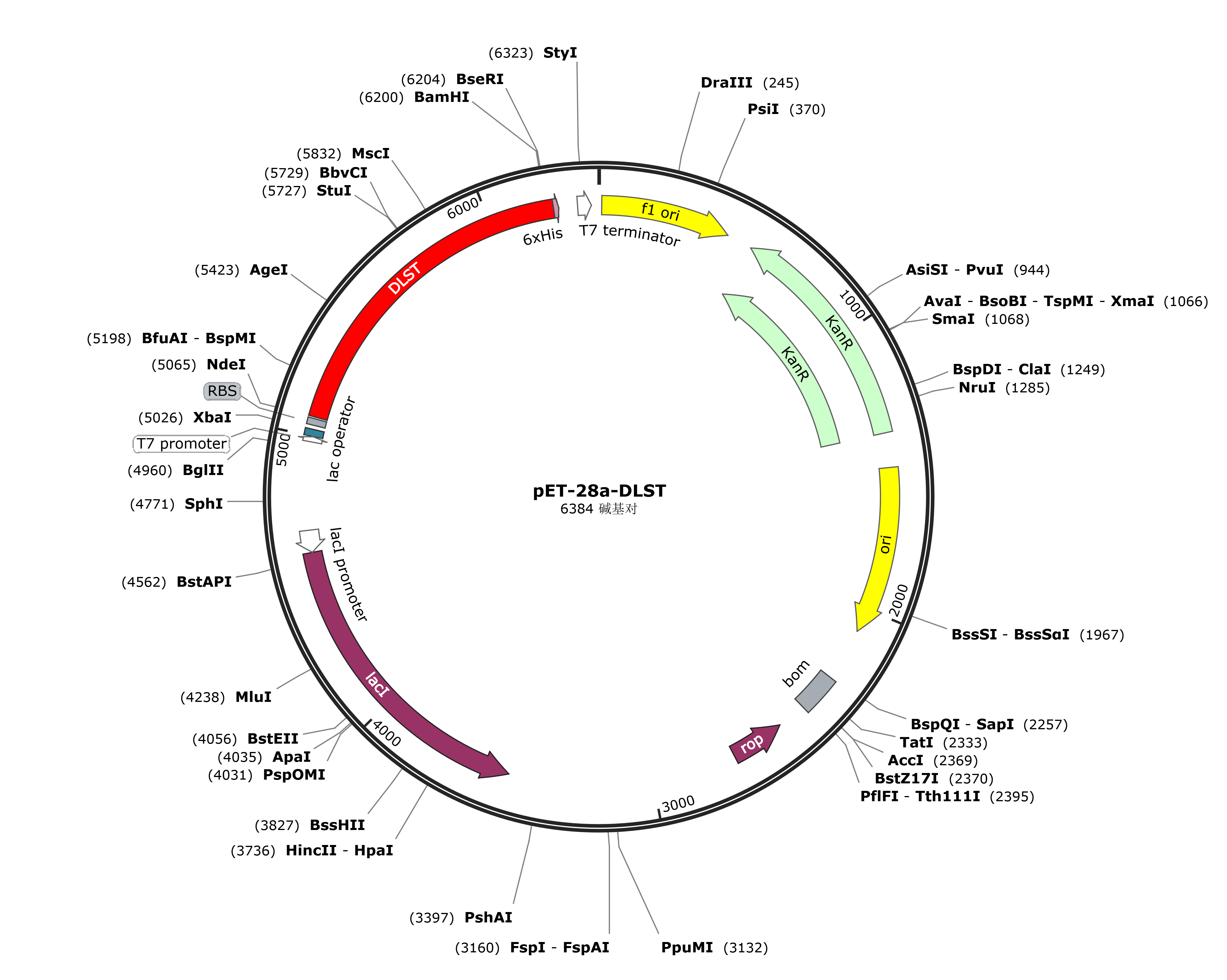 pET-28a-DLST载体图谱
