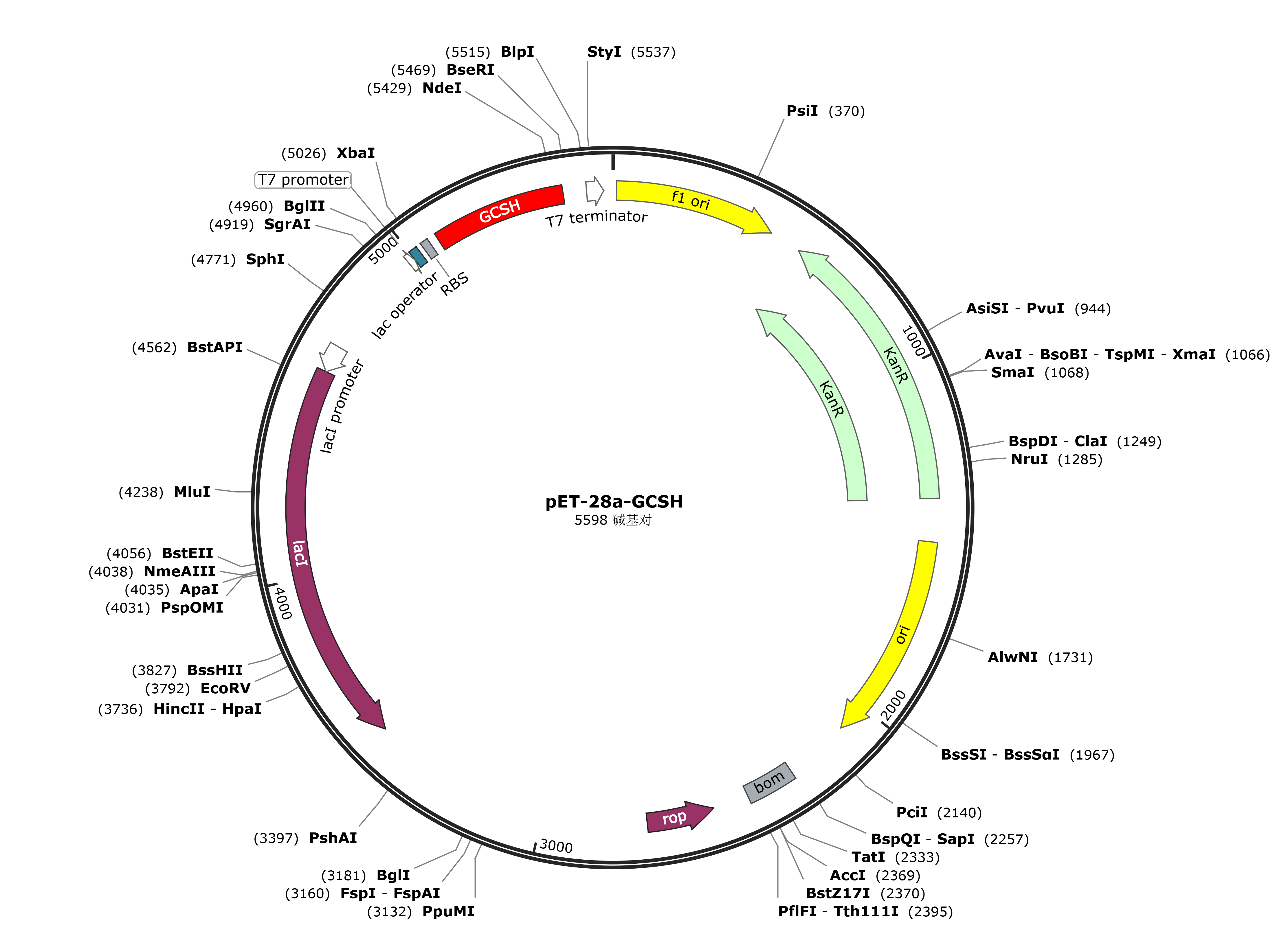 pET-28a-GCSH载体图谱