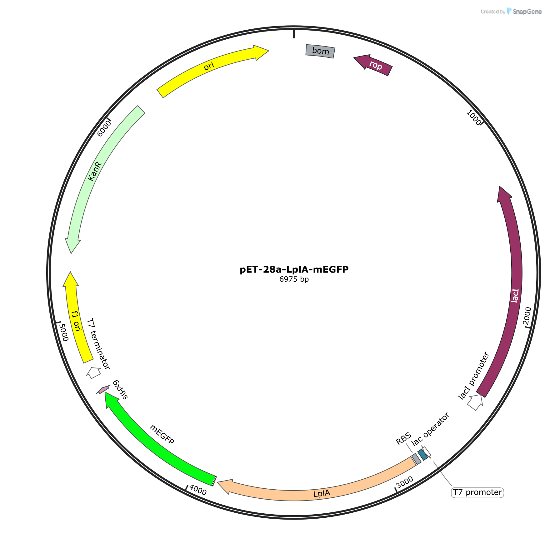 pET-28a-LplA-mEGFP载体图谱