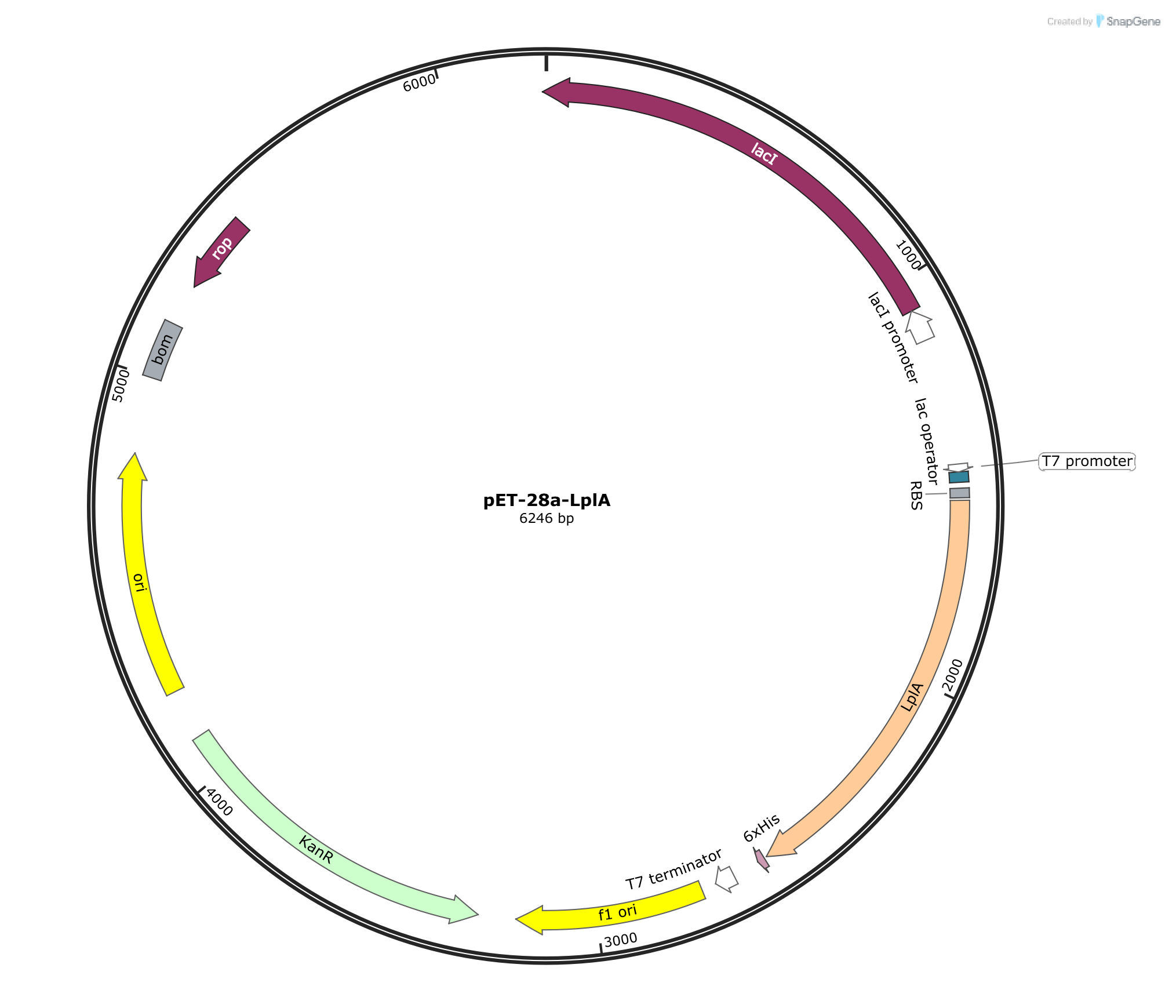 pET-28a-LplA载体图谱