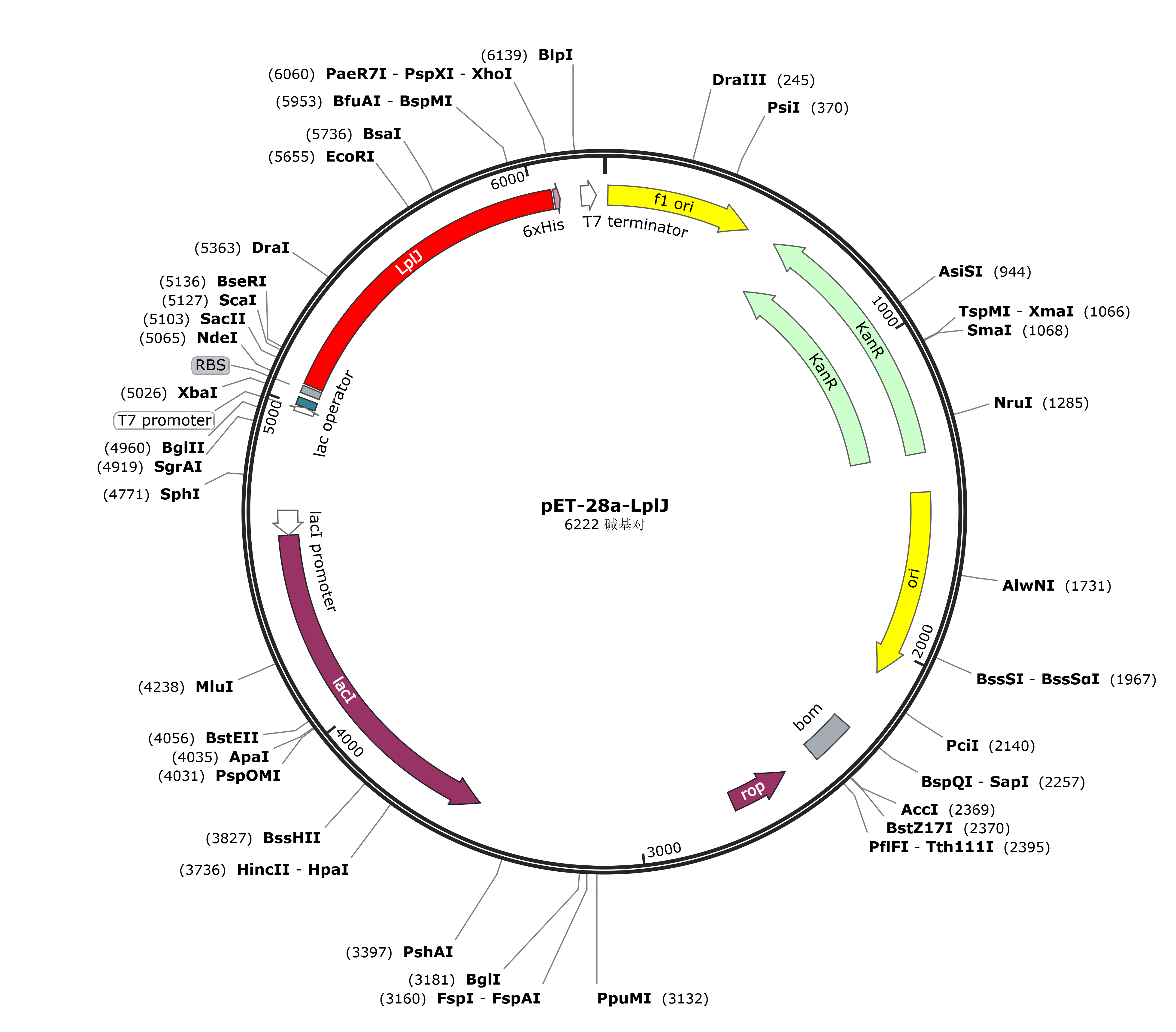 pET-28a-LplJ载体图谱