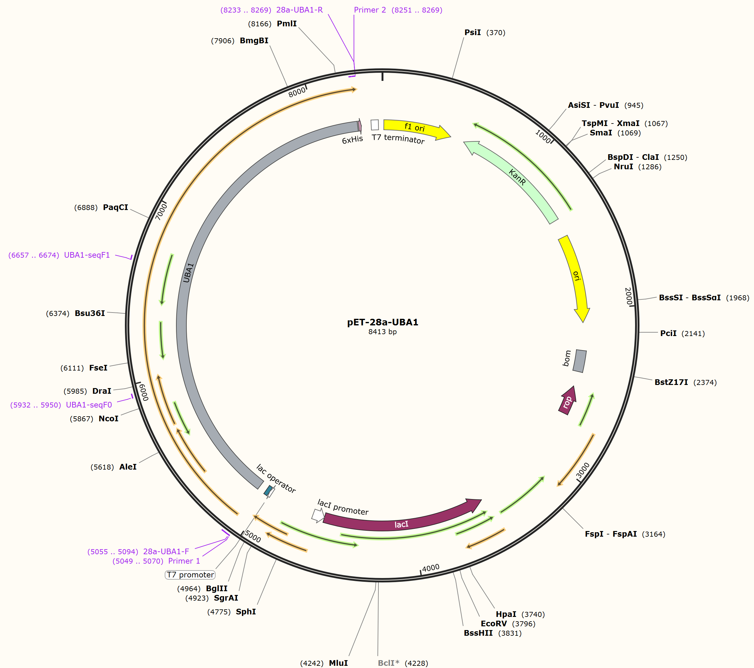 pET-28a-UBA1载体图谱