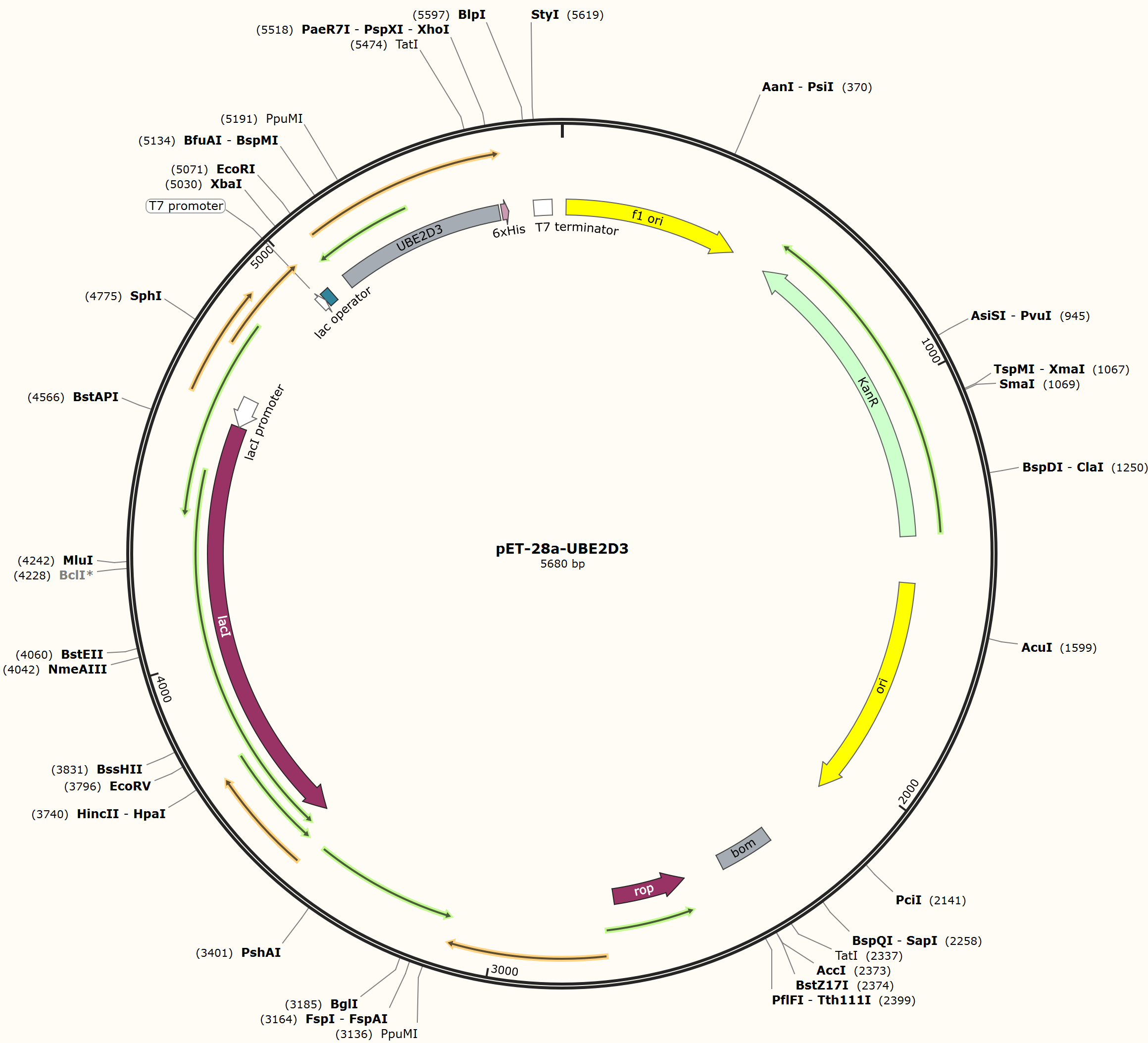 pET-28a-UBE2D3载体图谱